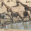 Zanzibar i safari Tanzanija