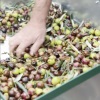 La pulizia delle foglie di olivo in pratica Napraviti video Najbolja 3 čistača lišća od maslina