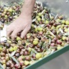 La pulizia delle foglie di olivo in pratica Napraviti video Najbolja 3 čistača lišća od maslina