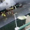 La pulizia delle foglie di olivo in pratica Napraviti video Najbolja 3 čistača lišća od maslina