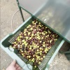 La pulizia delle foglie di olivo in pratica Napraviti video Najbolja 3 čistača lišća od maslina