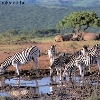 Zanzibar i safari Tanzanija