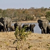 Zanzibar i safari Tanzanija