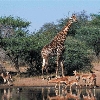 Zanzibar i safari Tanzanija