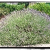 Lavanda 5
